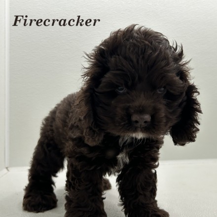puppy, for, sale, Cocker Spaniel, Joe & Cherri  Overlease, dog, breeder, Miller, MO, dog-breeder, puppy-for-sale, forsale, nearby, find, puppyfind, locator, puppylocator, aca